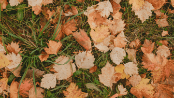 Leaves Should Be Shredded Before Used as Mulch